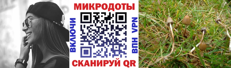 Псилоцибиновые грибы Cubensis  Усть-Джегута 