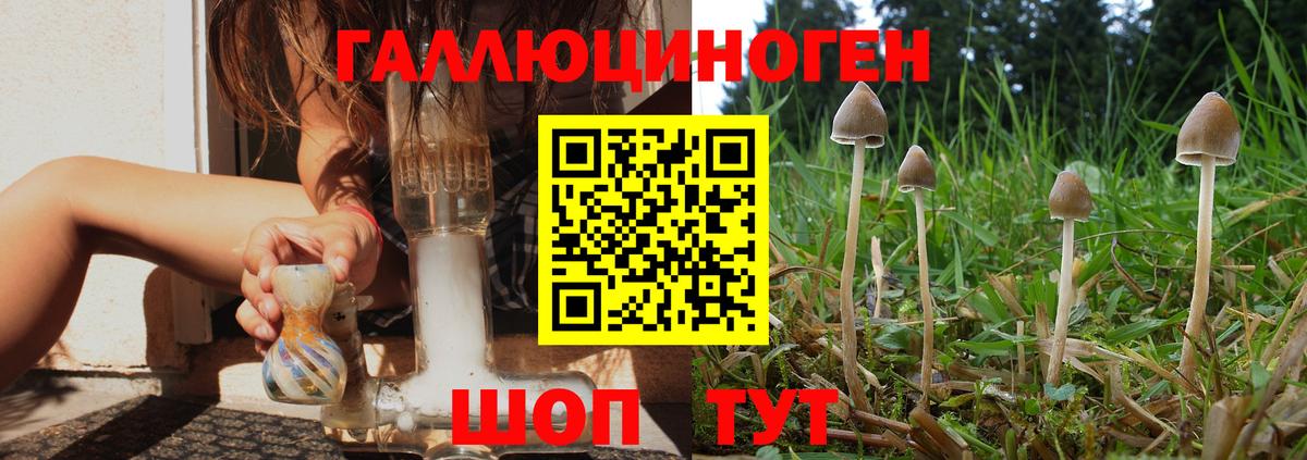 Галлюциногенные грибы Psilocybe Усть-Джегута
